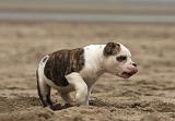 BOULEDOGUE AMERICAIN 250